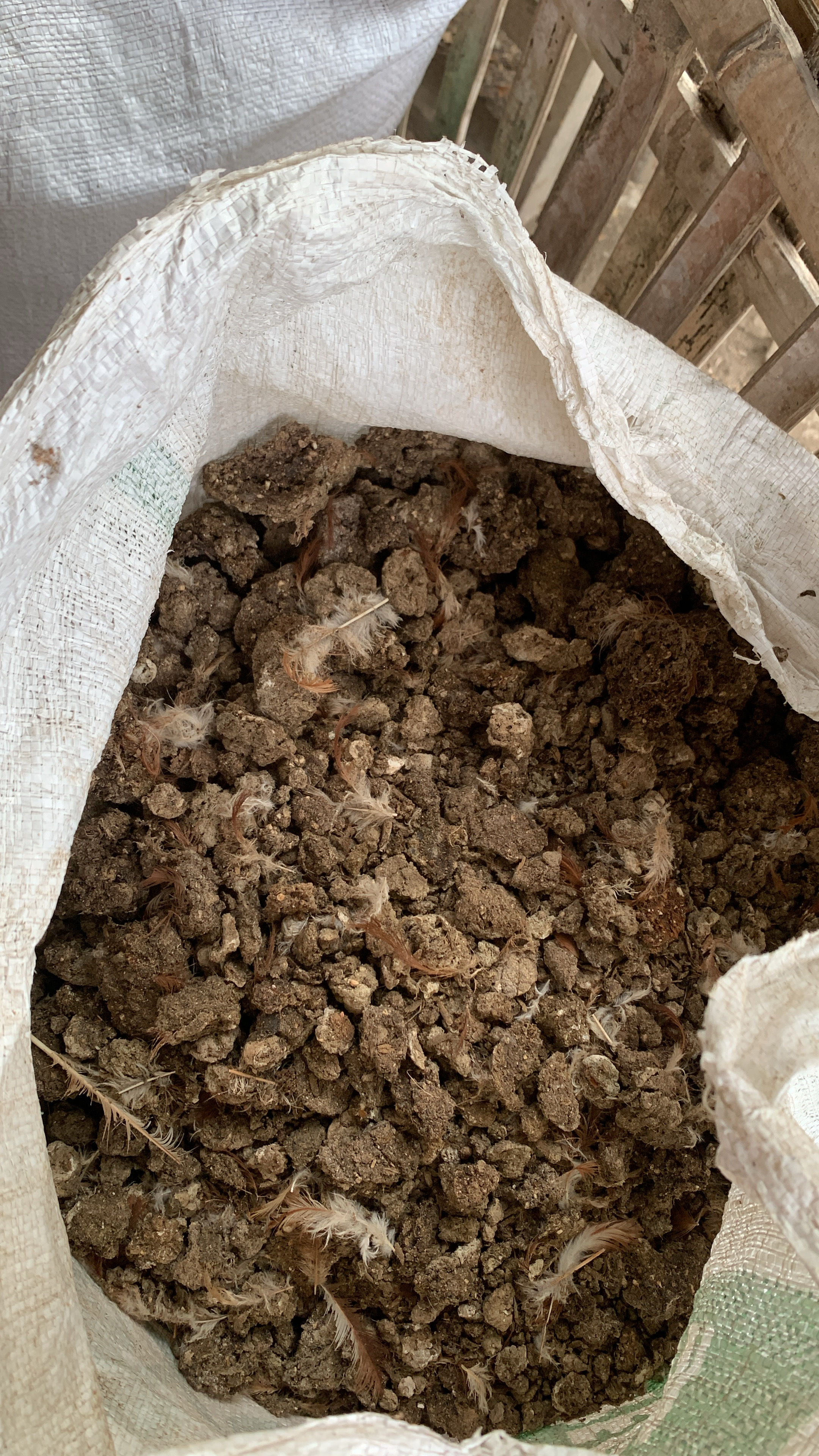 Pupuk kandang ayam petelur